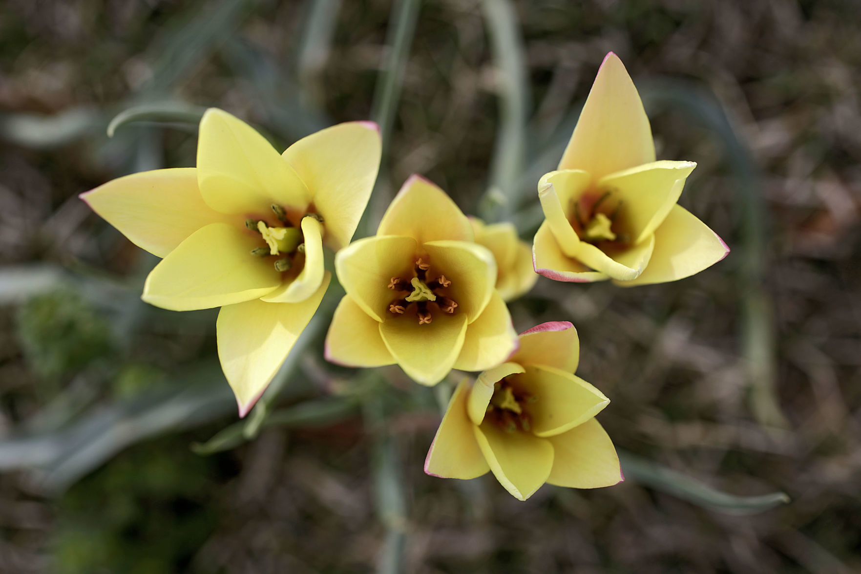 Tulsa Botanic Garden